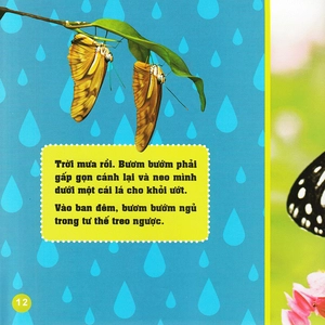 khám phá thế giới diệu kì - bươm bướm - Ảnh 10
