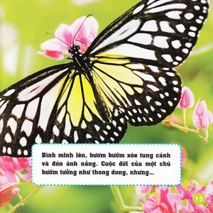 khám phá thế giới diệu kì - bươm bướm - Ảnh 11
