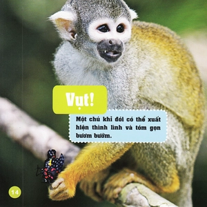 khám phá thế giới diệu kì - bươm bướm - Ảnh 12