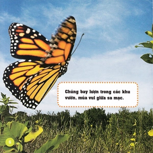 khám phá thế giới diệu kì - bươm bướm - Ảnh 4