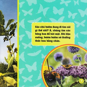 khám phá thế giới diệu kì - bươm bướm - Ảnh 5