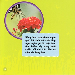 khám phá thế giới diệu kì - bươm bướm - Ảnh 6