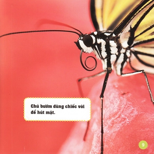 khám phá thế giới diệu kì - bươm bướm - Ảnh 7