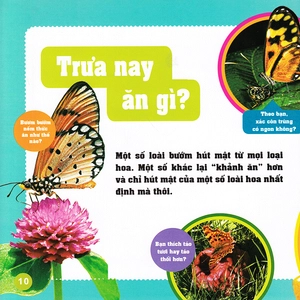 khám phá thế giới diệu kì - bươm bướm - Ảnh 8