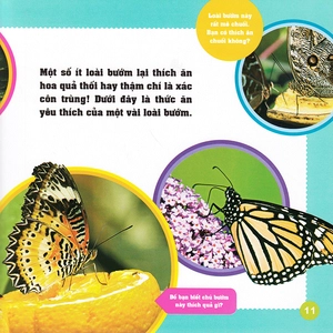 khám phá thế giới diệu kì - bươm bướm - Ảnh 9