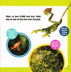 khám phá thế giới diệu kì - loài ếch - Ảnh 10