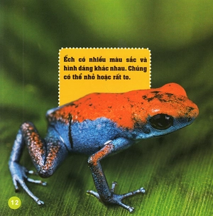 khám phá thế giới diệu kì - loài ếch - Ảnh 11