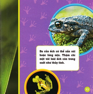 khám phá thế giới diệu kì - loài ếch - Ảnh 12