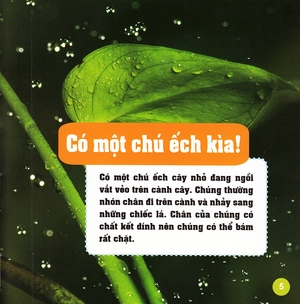 khám phá thế giới diệu kì - loài ếch - Ảnh 4