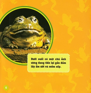 khám phá thế giới diệu kì - loài ếch - Ảnh 5