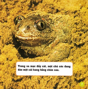 khám phá thế giới diệu kì - loài ếch - Ảnh 6