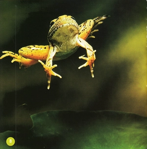 khám phá thế giới diệu kì - loài ếch - Ảnh 7