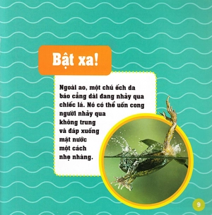 khám phá thế giới diệu kì - loài ếch - Ảnh 8