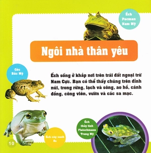 khám phá thế giới diệu kì - loài ếch - Ảnh 9