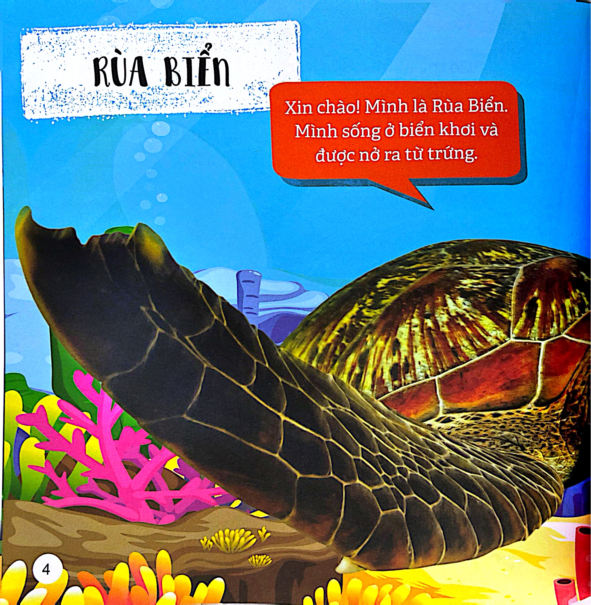 Kham Pha The Gioi Ky Dieu - The Gioi Dai Duong - Ảnh 5