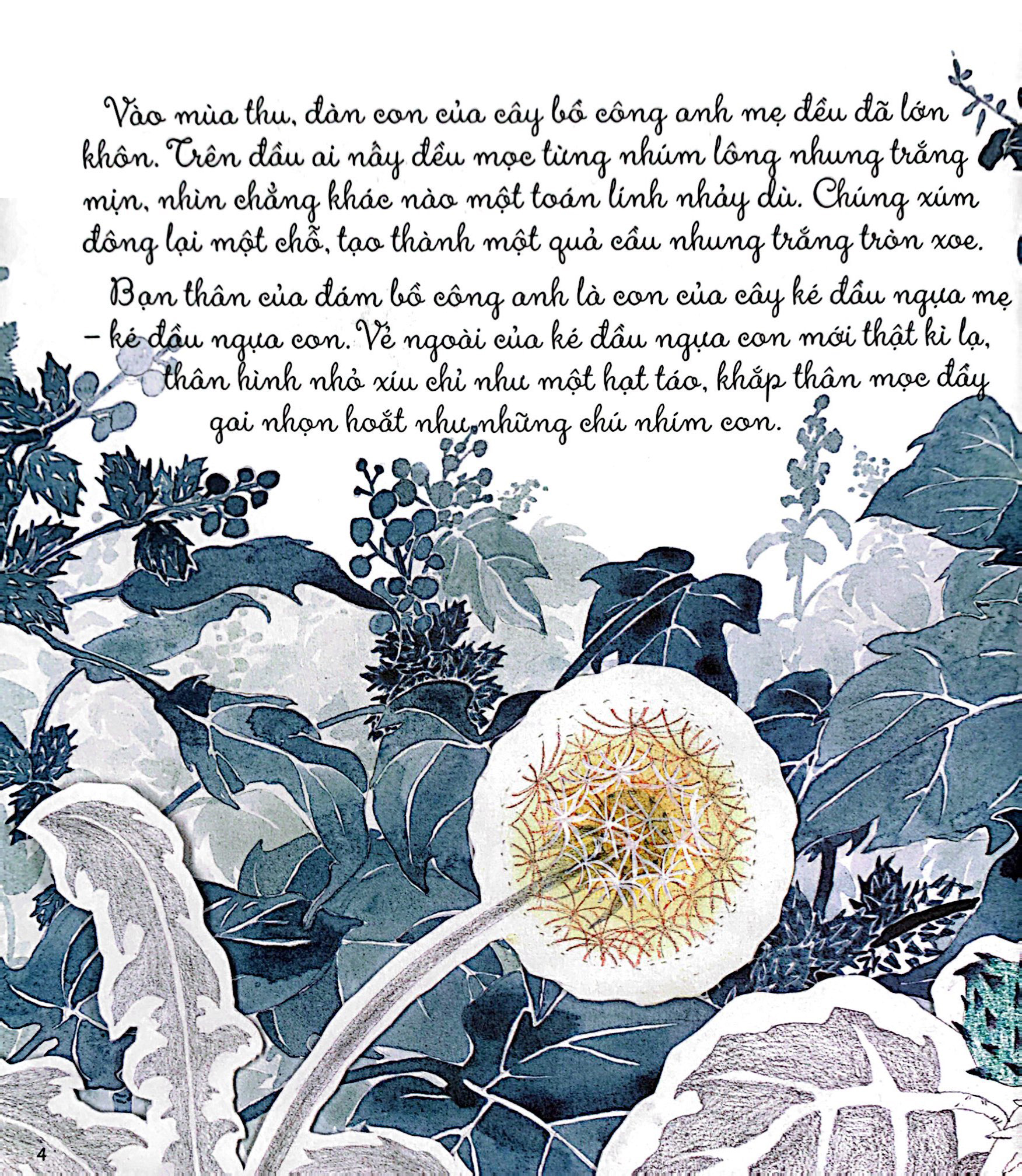 khám phá thế giới quanh em - bồ công anh và ké đầu ngựa - Ảnh 3