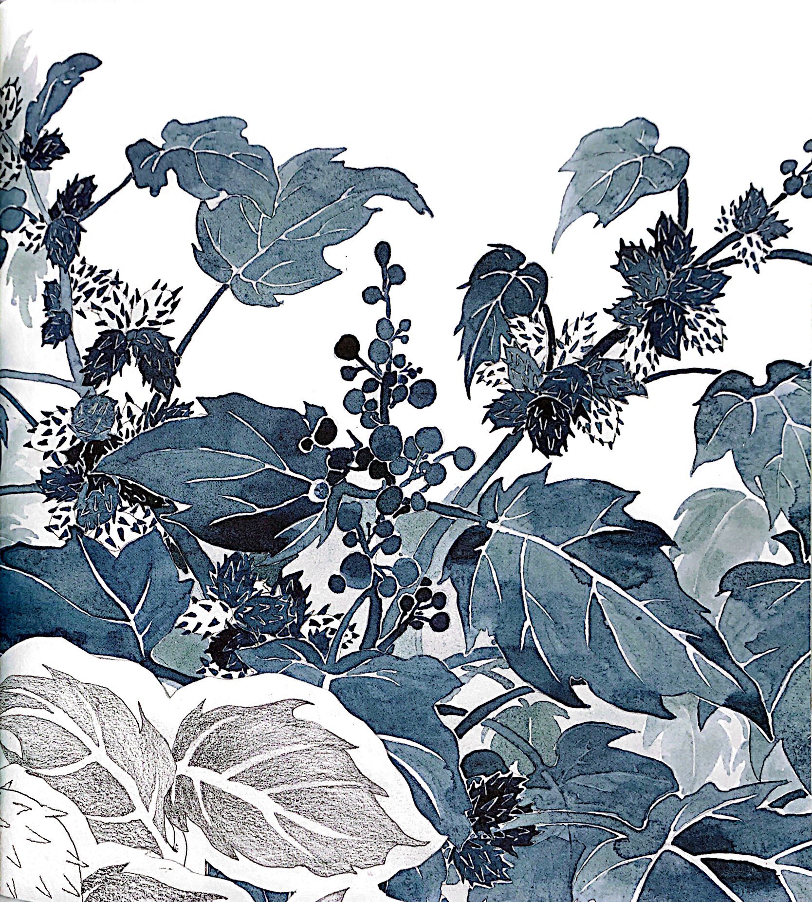 khám phá thế giới quanh em - bồ công anh và ké đầu ngựa - Ảnh 4