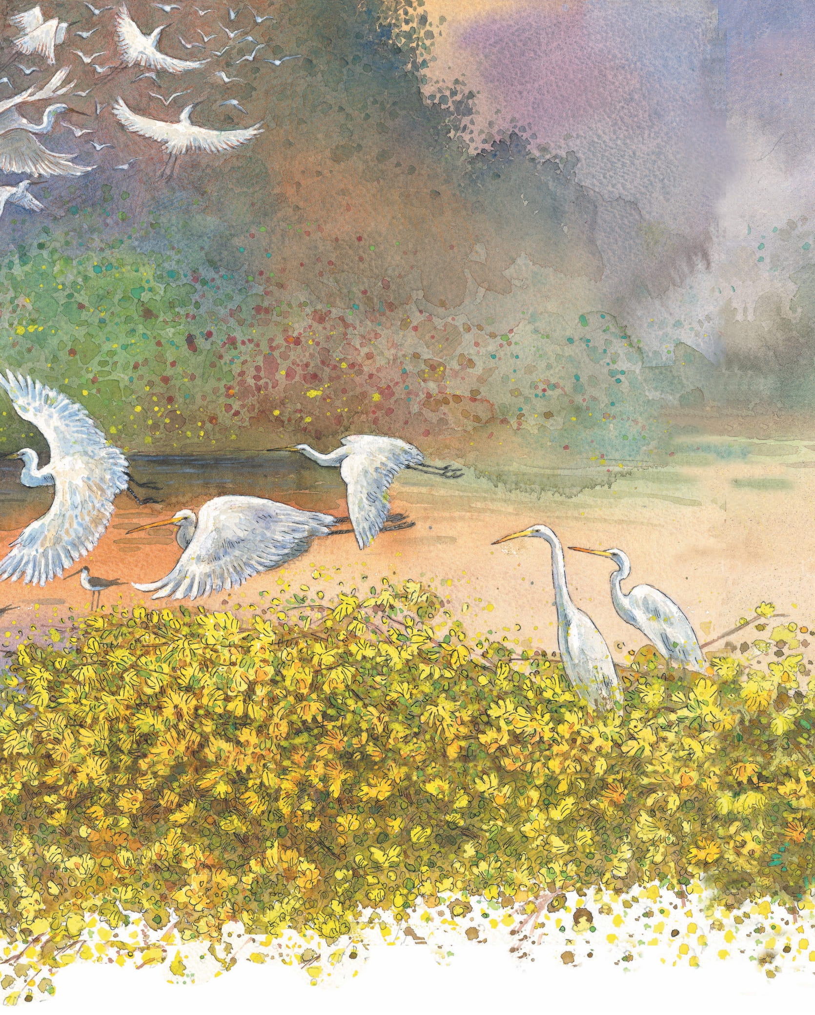 khẽ chạm vào tự nhiên - những quả trứng kì lạ - Ảnh 4