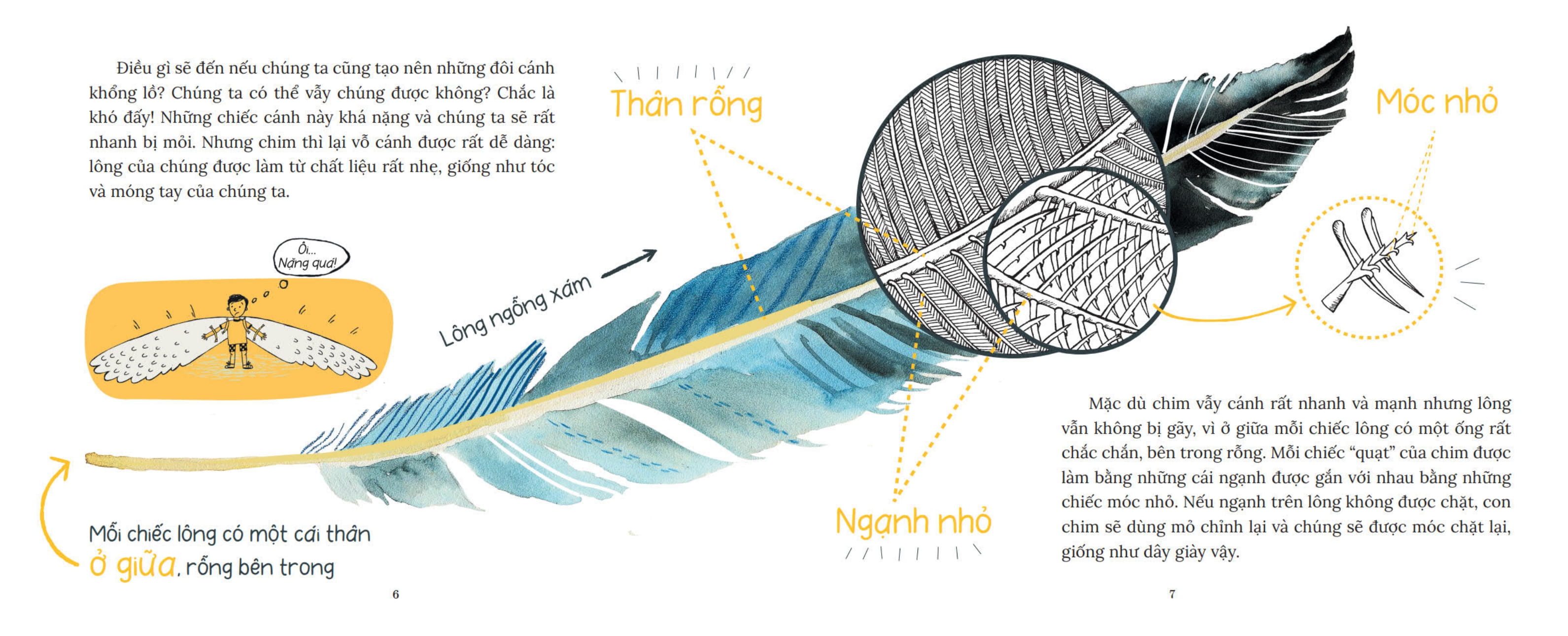 khoa học bỏ túi - tại sao chim bay không rơi? - Ảnh 5