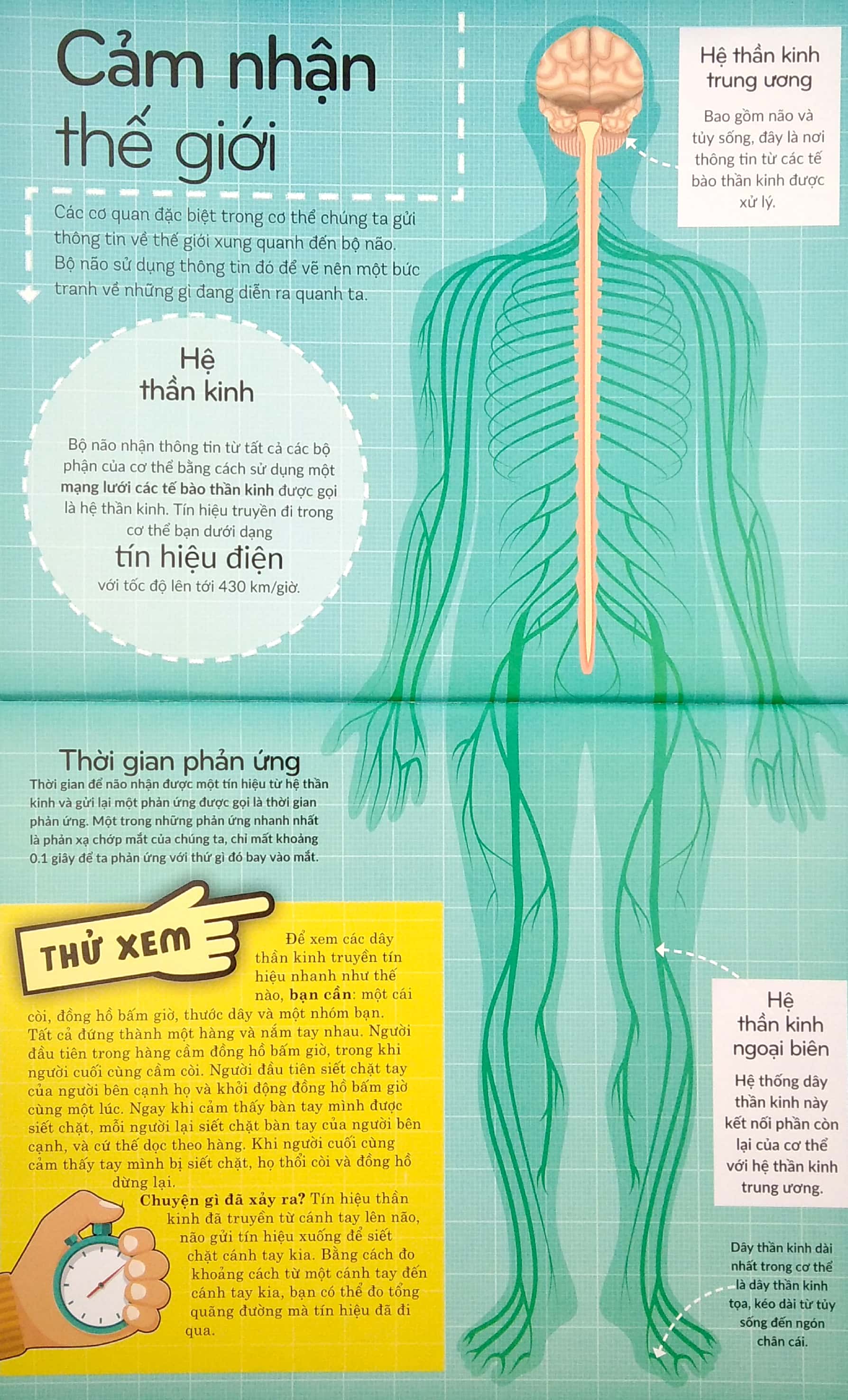 khoa học khắp quanh ta - siêu giác quan - Ảnh 4