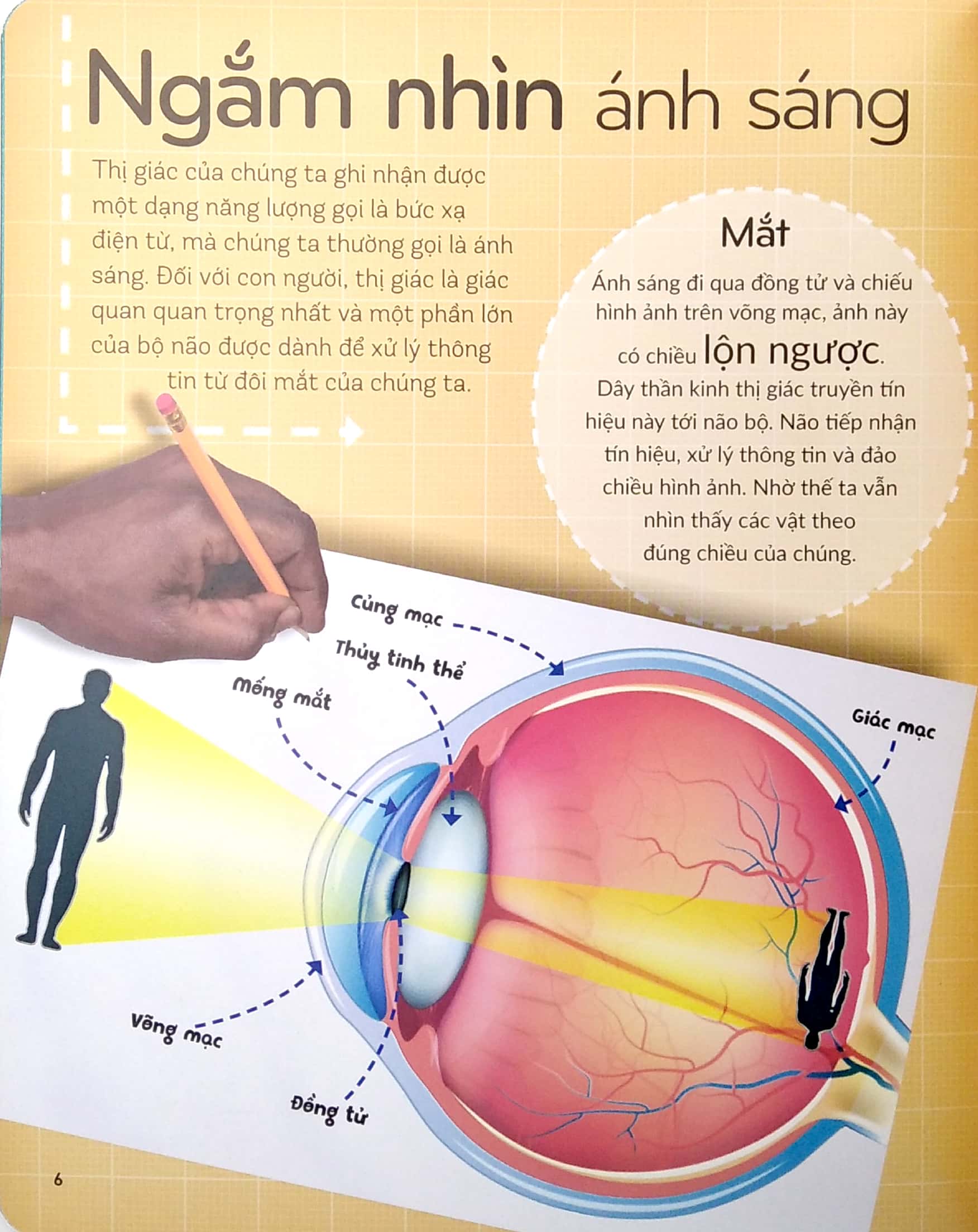 khoa học khắp quanh ta - siêu giác quan - Ảnh 5