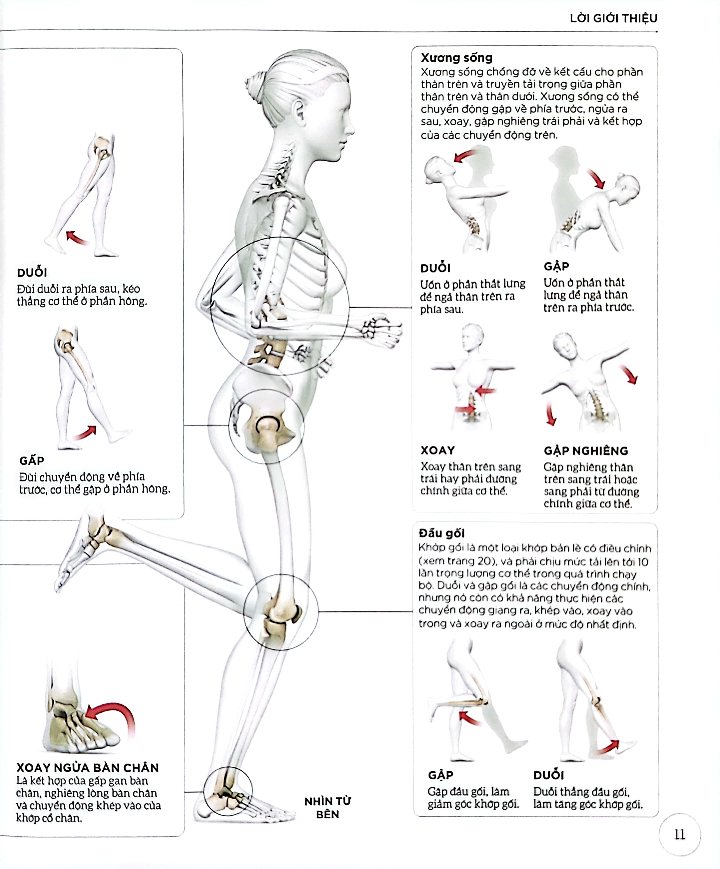 khoa học về chạy bộ - phân tích kỹ thuật, phòng ngừa chấn thương, đổi mới cách tập luyện - bìa cứng - Ảnh 10