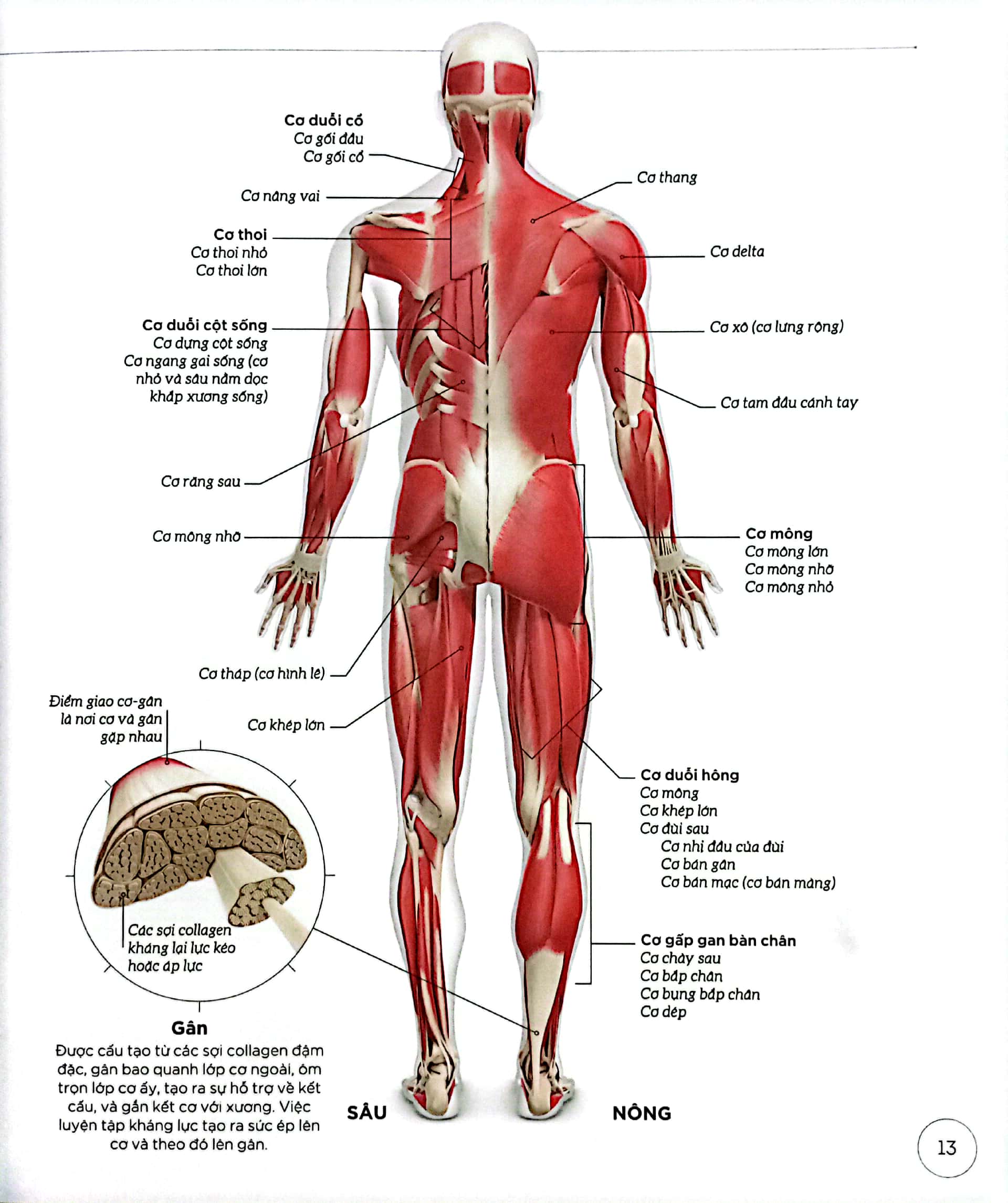 khoa học về tập kháng lực - bìa cứng - Ảnh 5