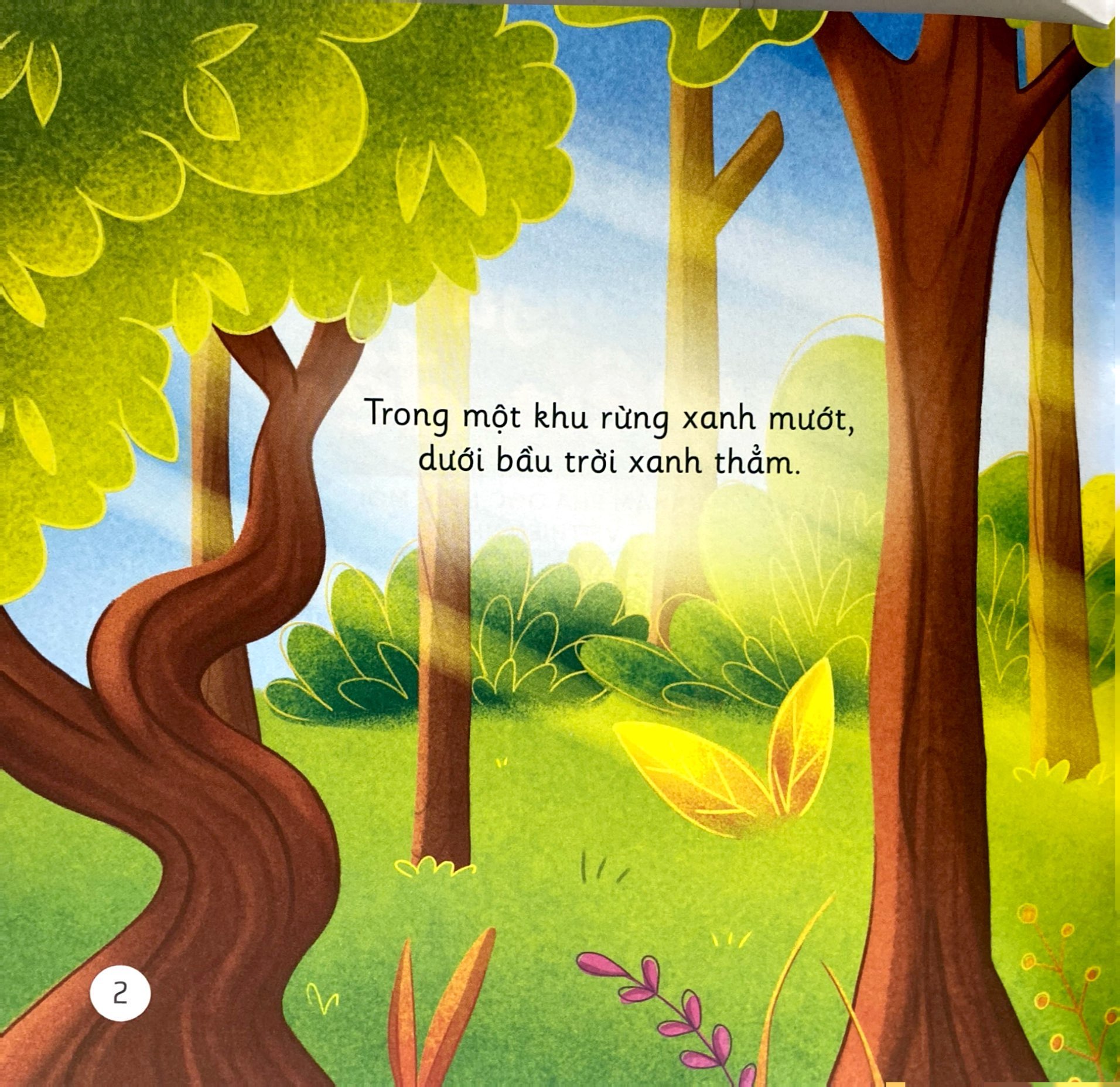 khơi gợi trí tưởng tượng và sáng tạo - cú mèo ollie ngủ xuyên đêm - khám phá góc nhìn mới về thiên nhiên - Ảnh 3