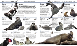 knowledge encyclopedia ocean!: our watery world as you've never seen it before - Ảnh 11