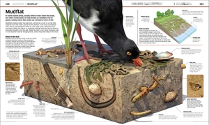 knowledge encyclopedia ocean!: our watery world as you've never seen it before - Ảnh 7