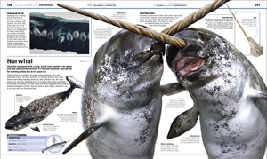 knowledge encyclopedia ocean!: our watery world as you've never seen it before - Ảnh 9