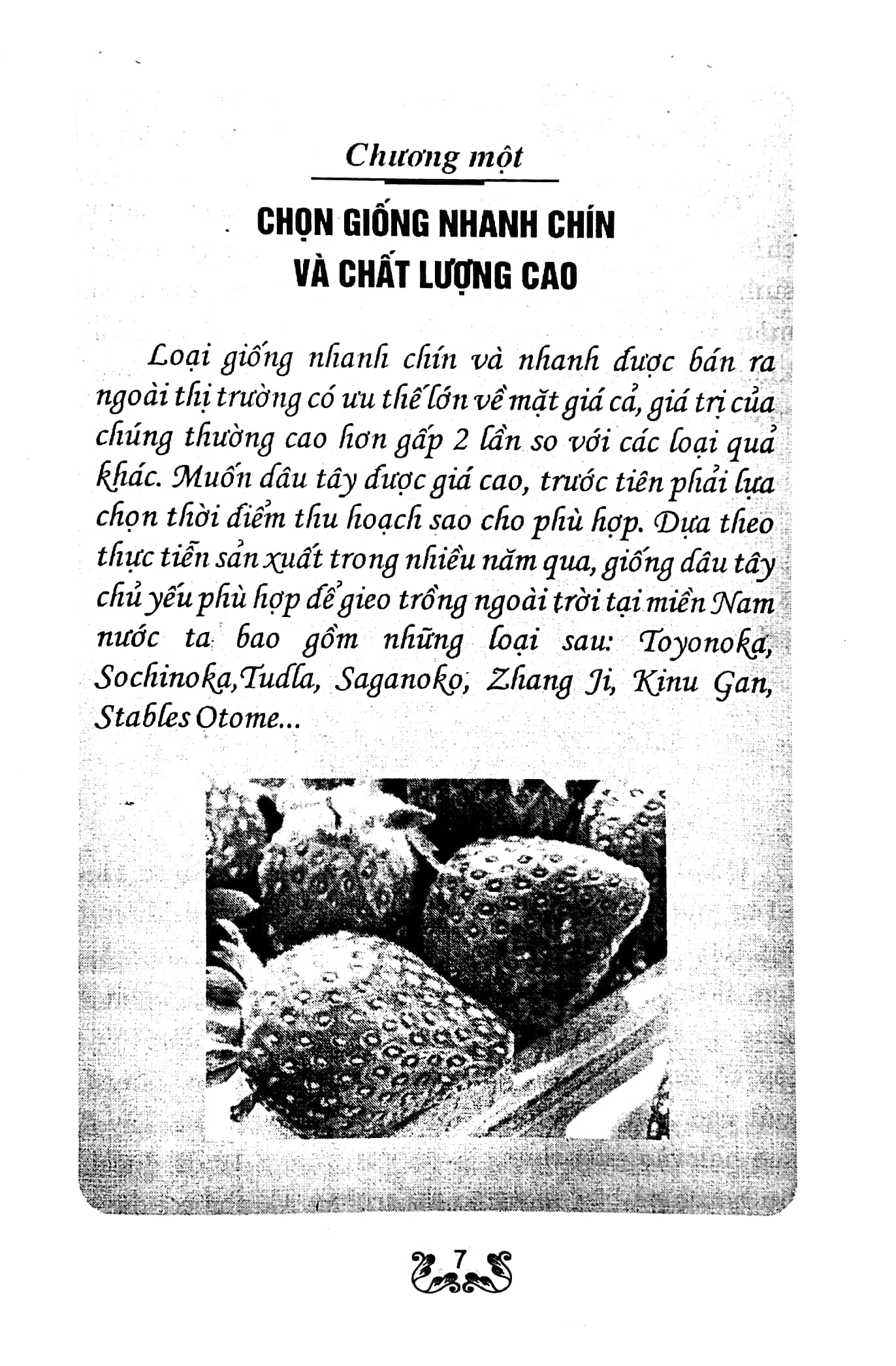 kỹ thuật trồng dâu tây - Ảnh 5