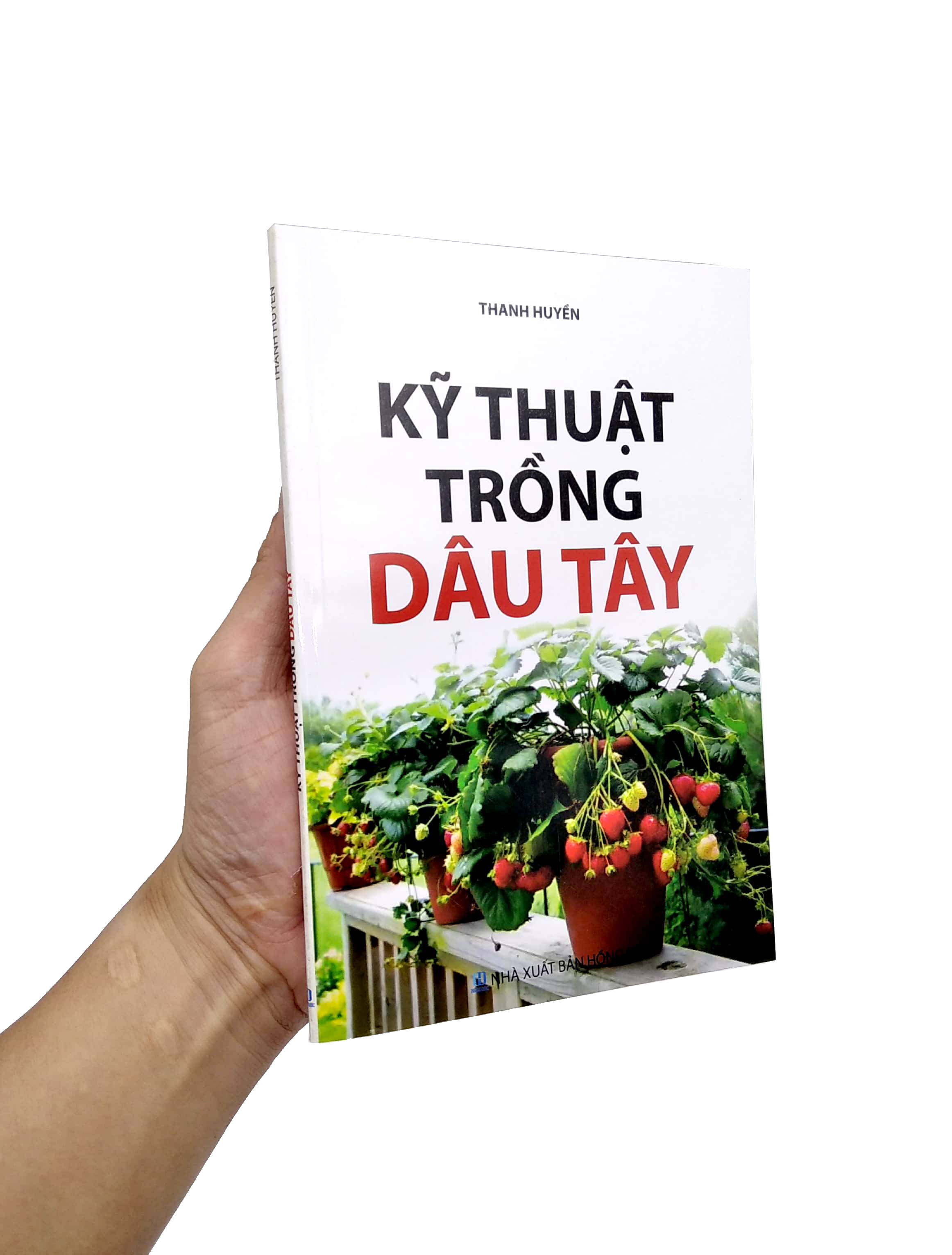 kỹ thuật trồng dâu tây - Ảnh 7
