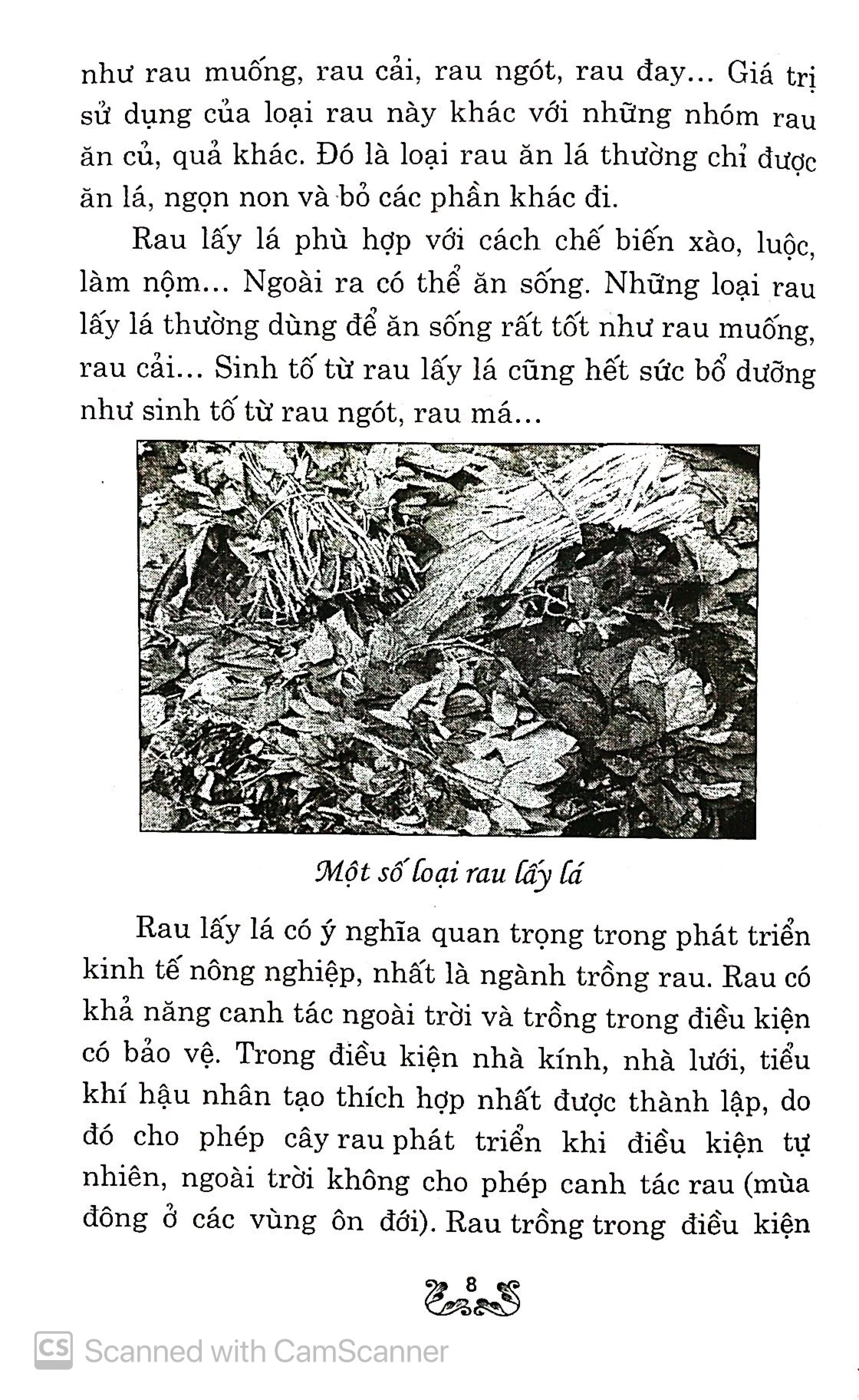kỹ thuật trồng và chăm sóc rau lấy lá - Ảnh 5