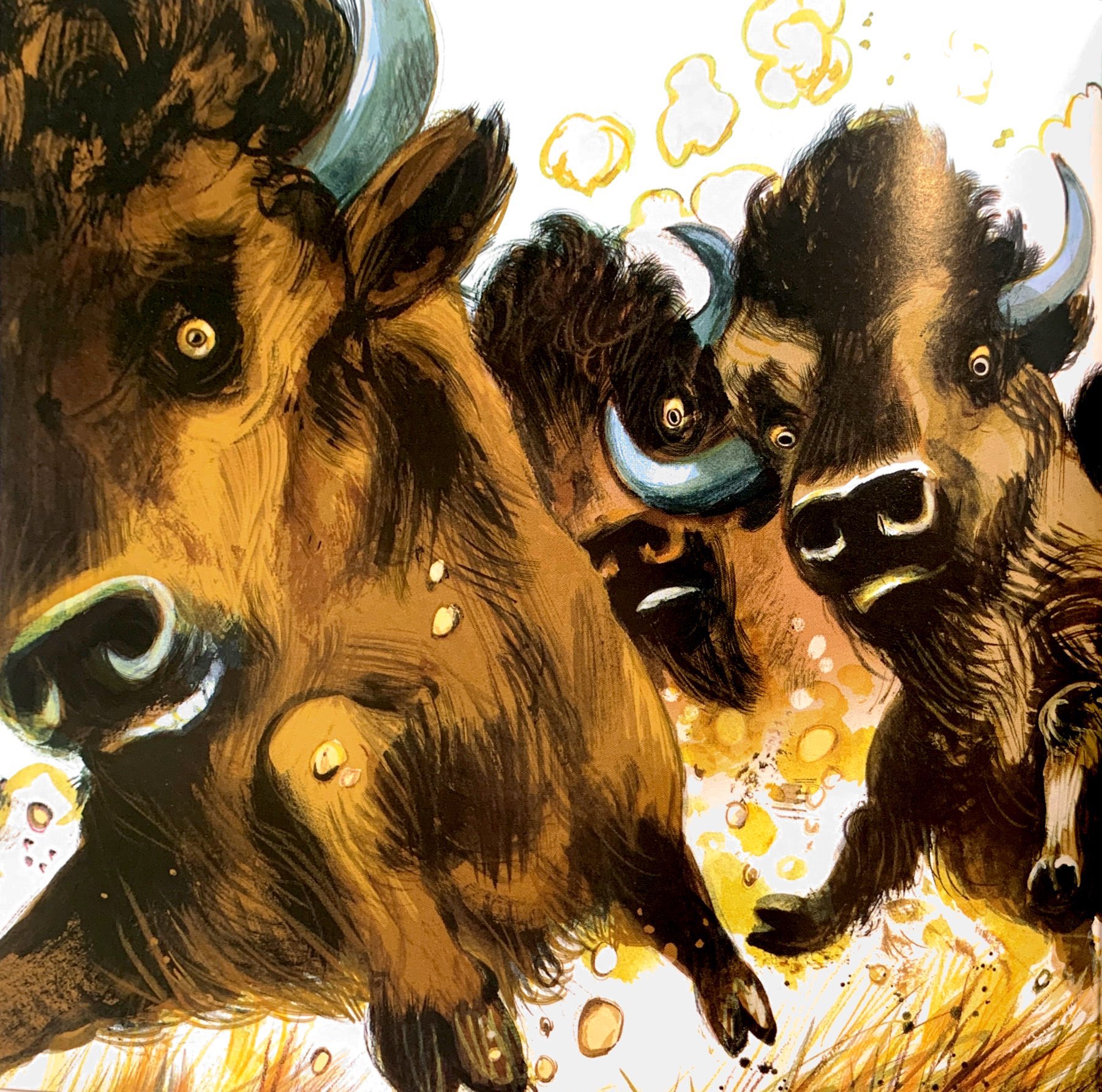 lại chuyện xóm gà - pitikok và bê rừng bé bỏng - Ảnh 3