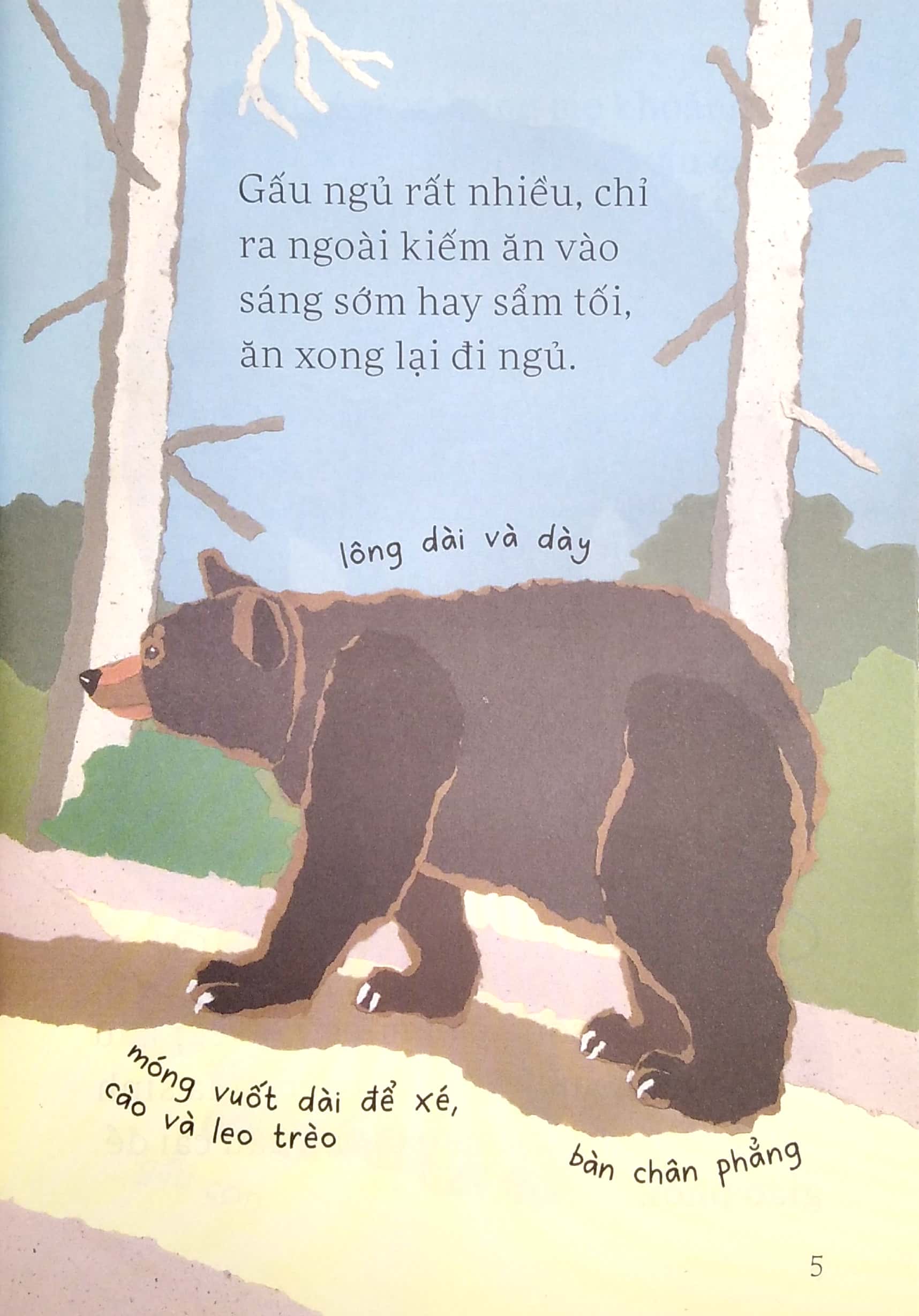 lâu đài khoa học của em - gấu đen có nguy hiểm không? - Ảnh 5