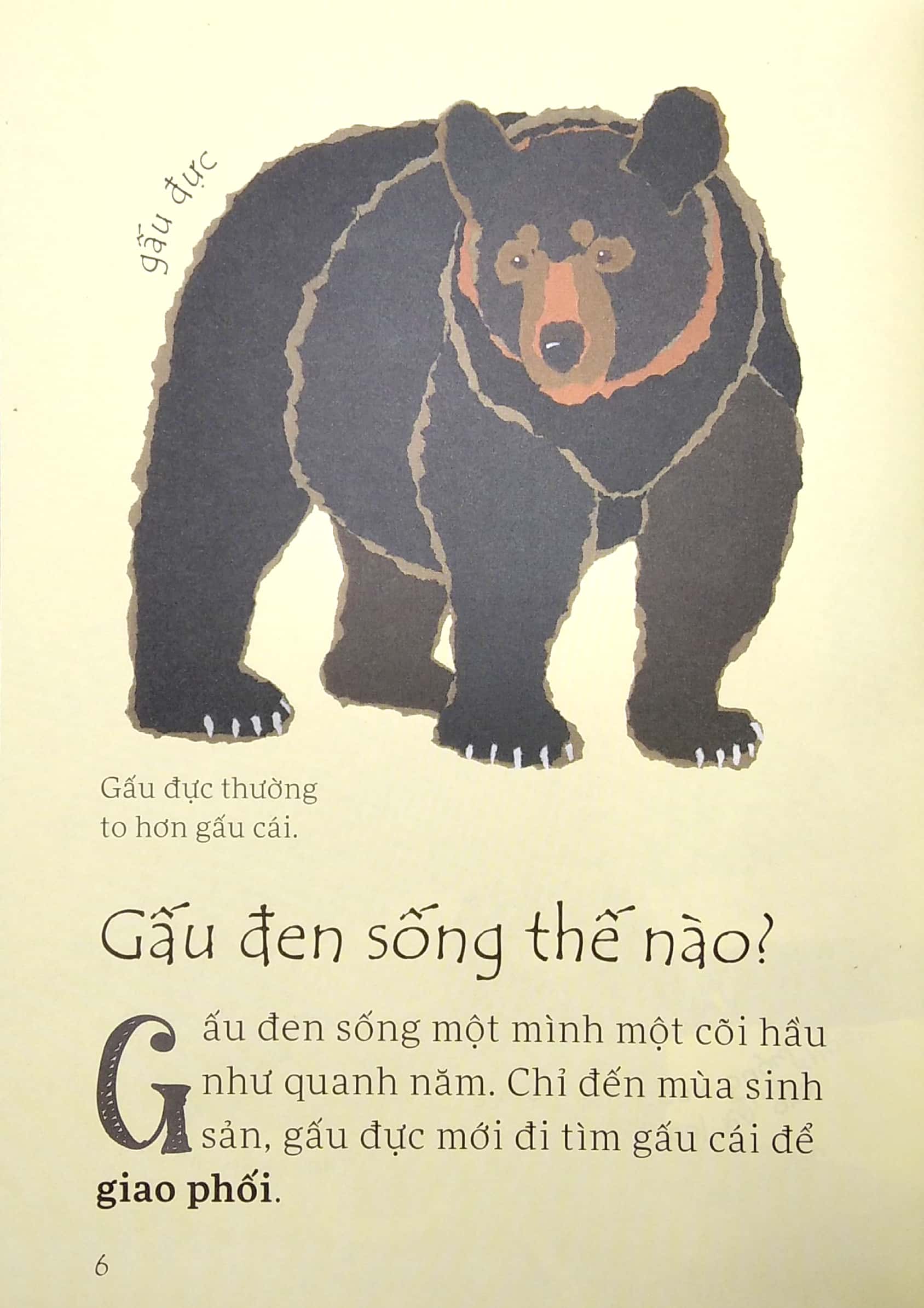 lâu đài khoa học của em - gấu đen có nguy hiểm không? - Ảnh 6