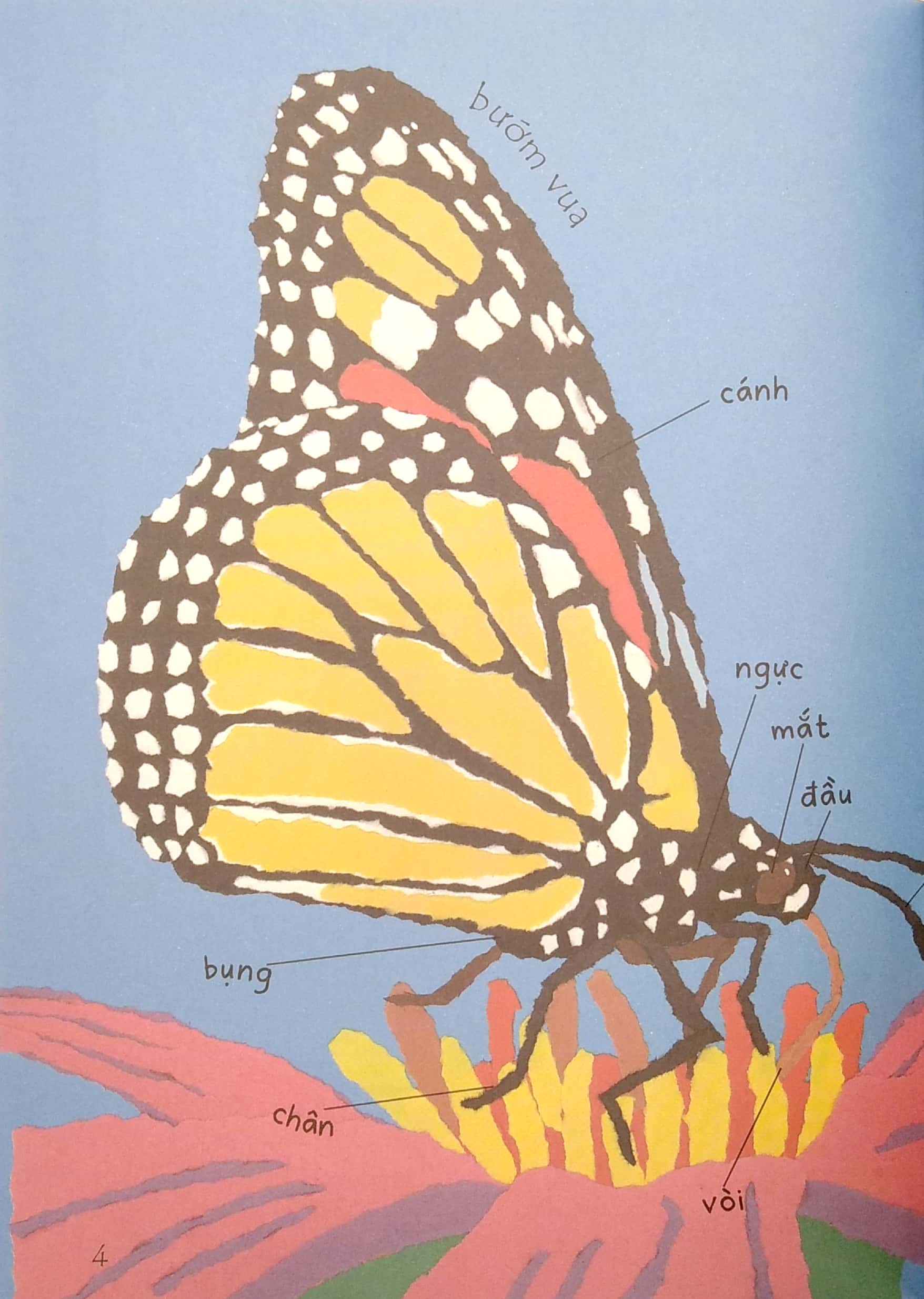 lâu đài khoa học của em - tại sao bướm vua lại di cư? - Ảnh 4