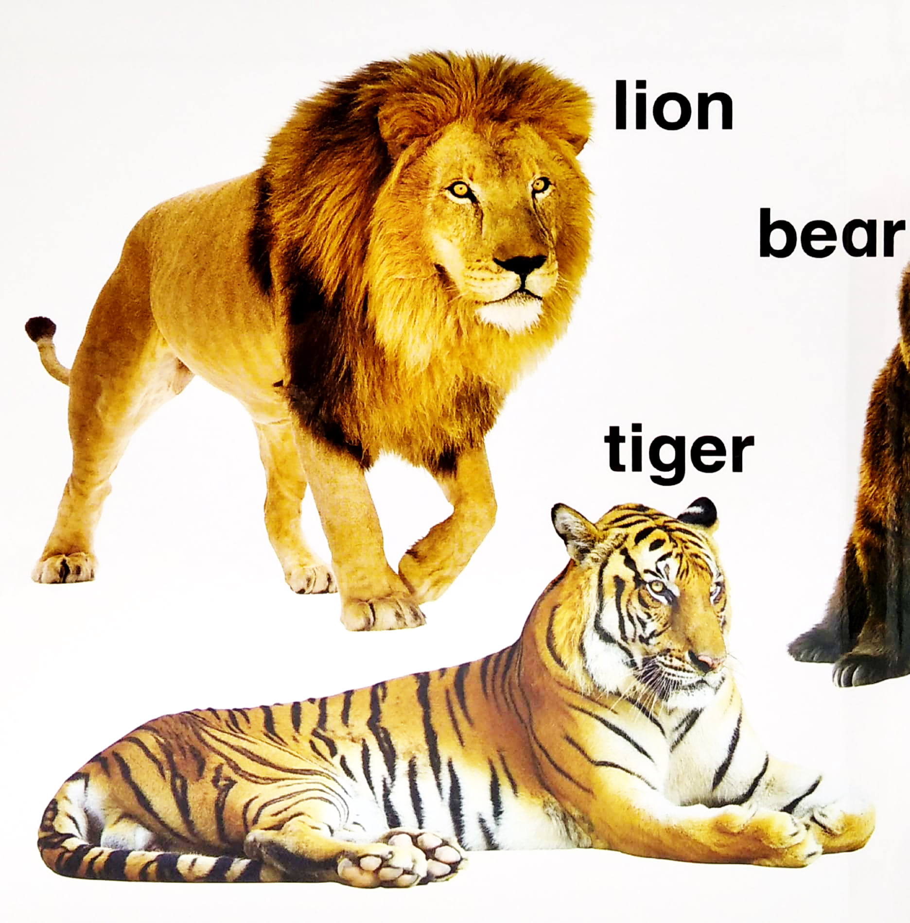 letℹs learn: animals for little hands - Ảnh 3