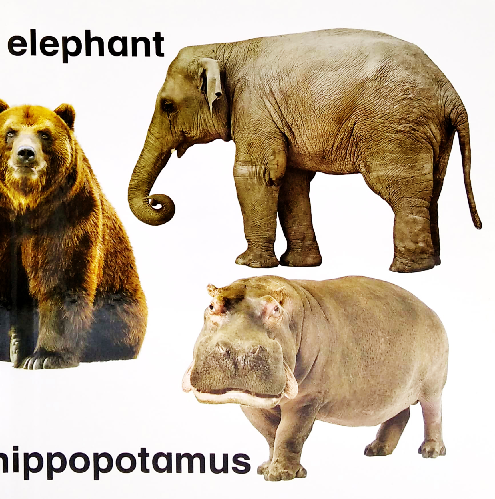 letℹs learn: animals for little hands - Ảnh 4