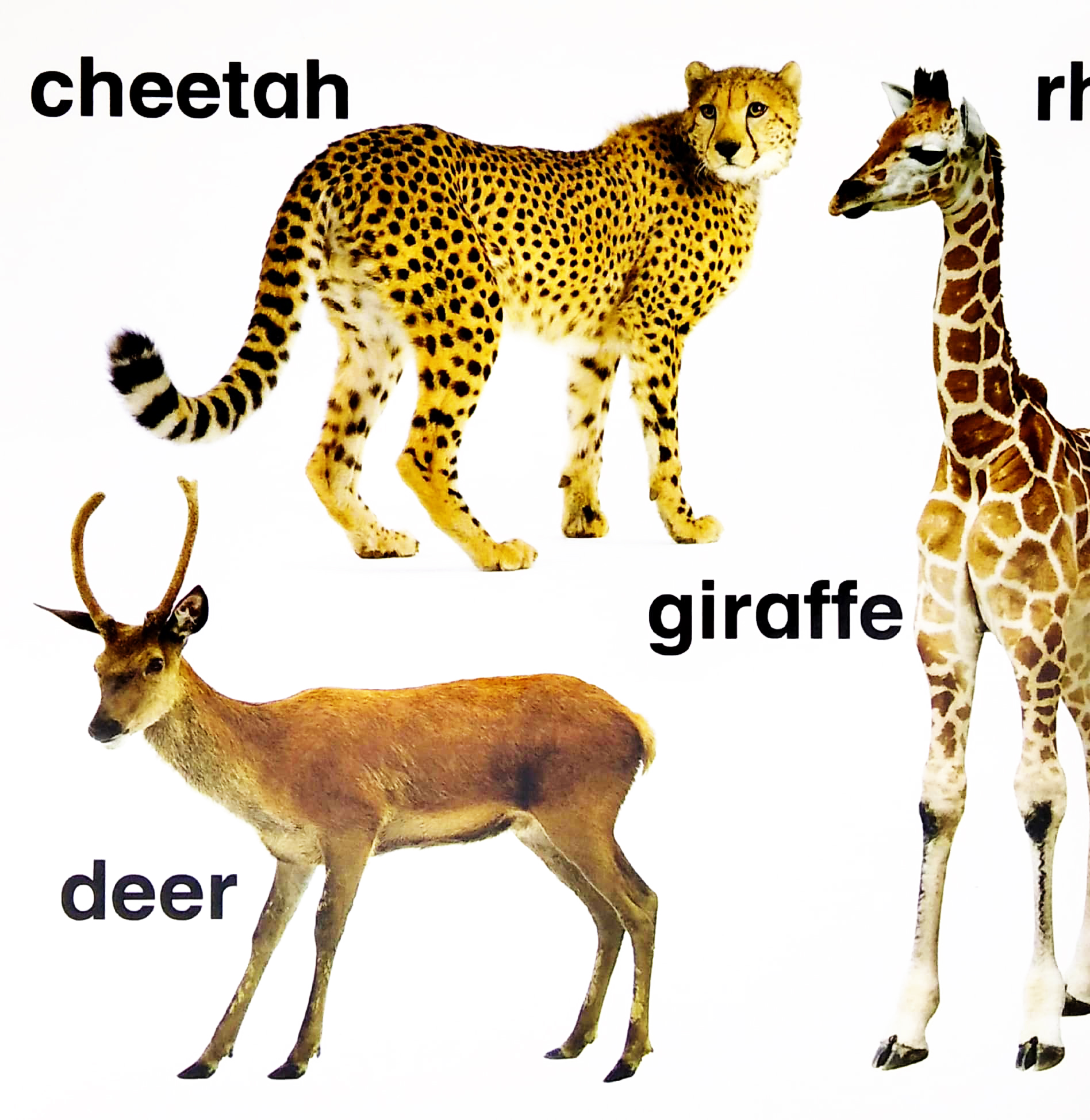 letℹs learn: animals for little hands - Ảnh 5