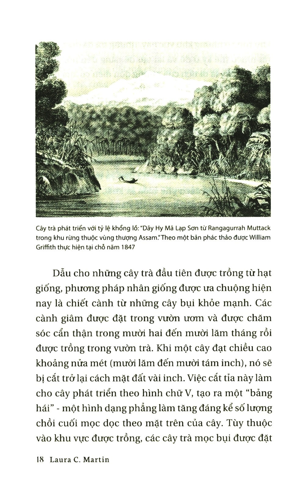 lịch sử của trà - Ảnh 6