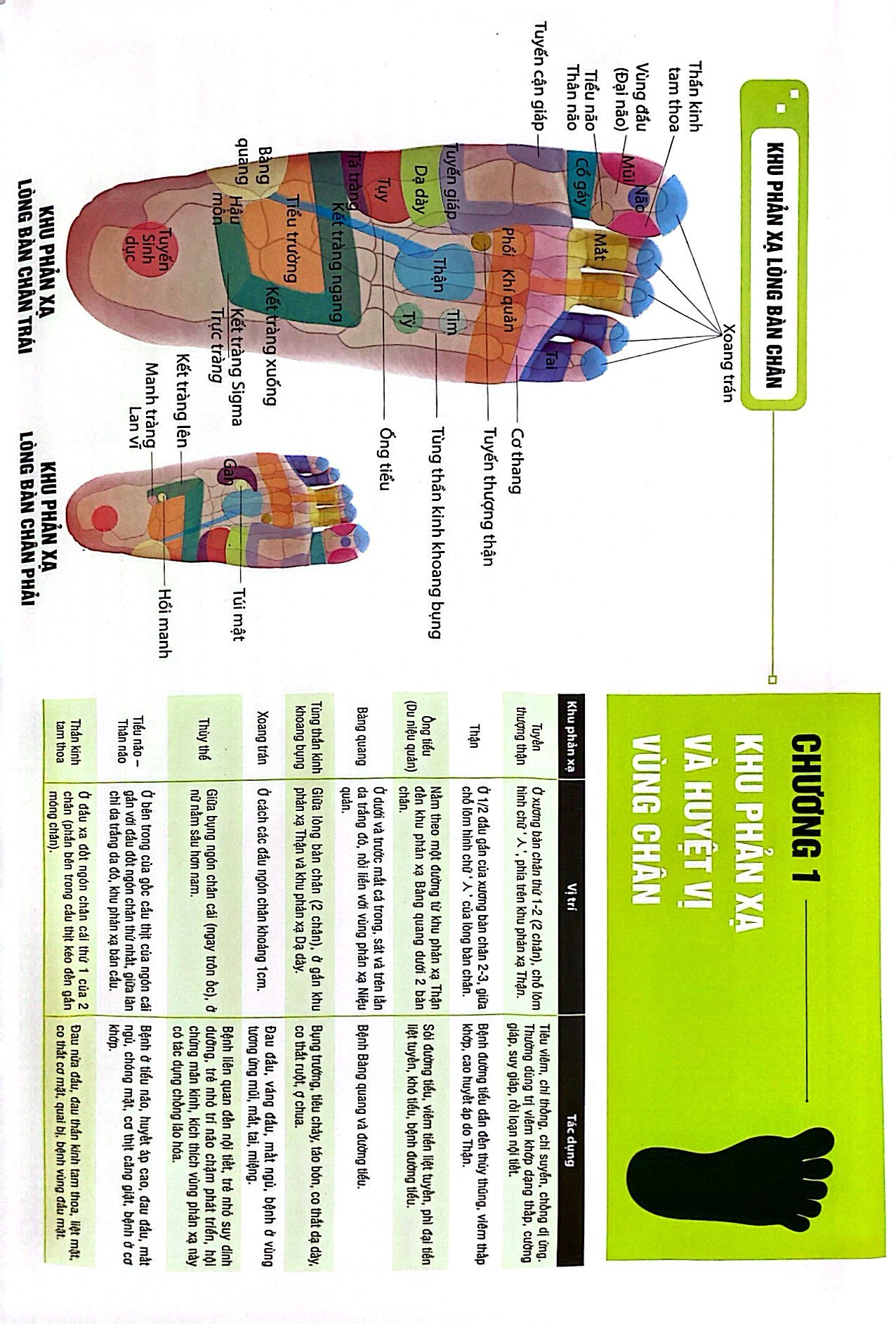 liệu pháp chữa bệnh toàn thân - khu phản xạ - Ảnh 4