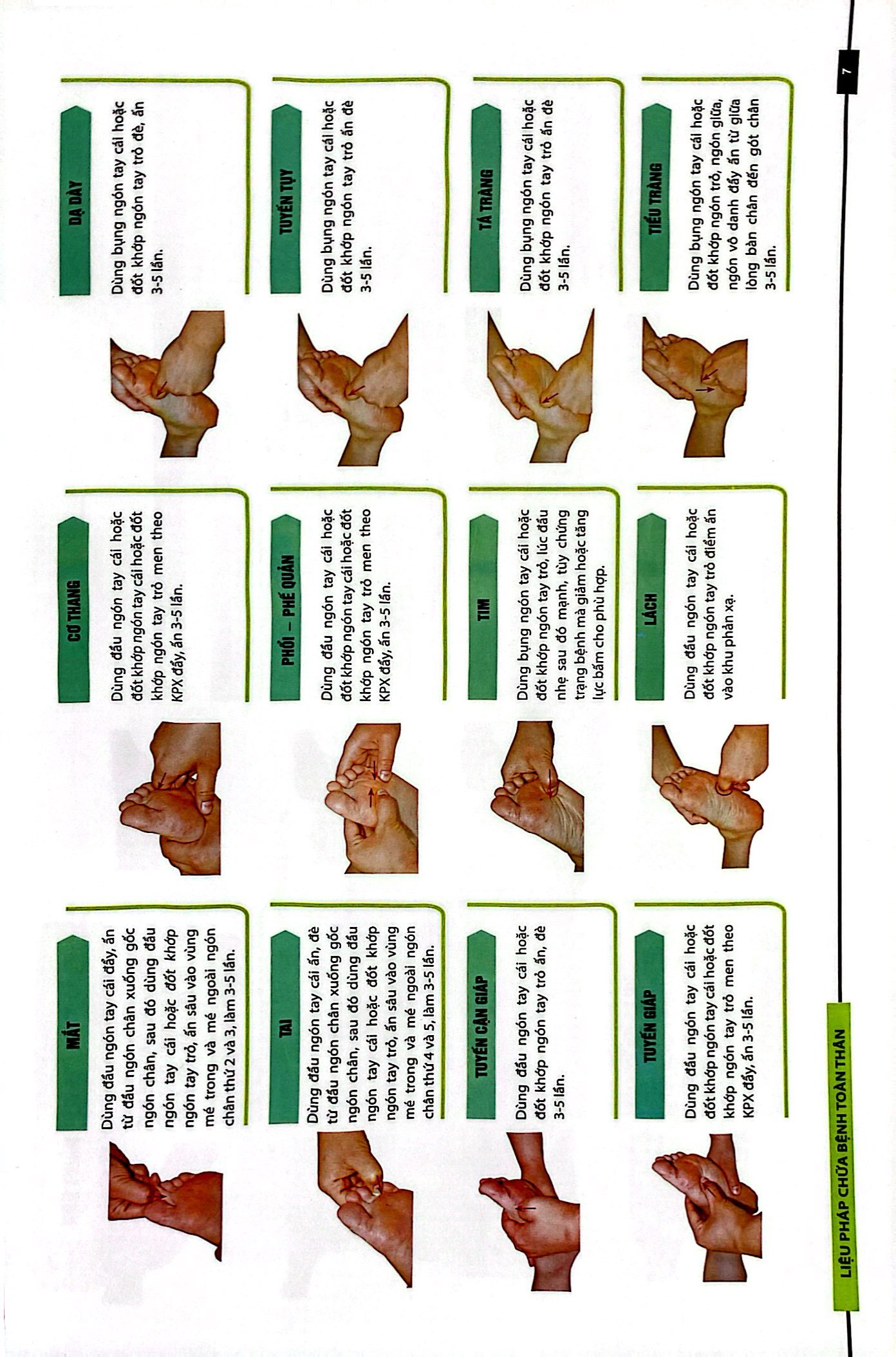 liệu pháp chữa bệnh toàn thân - khu phản xạ - Ảnh 7