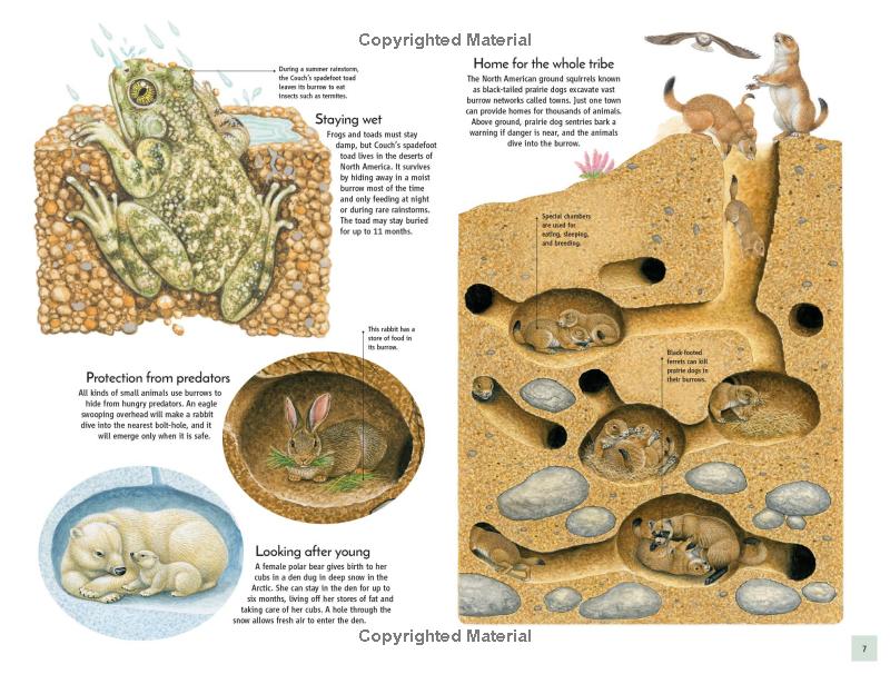 life underground - tunnel into a world of wildlife - Ảnh 10