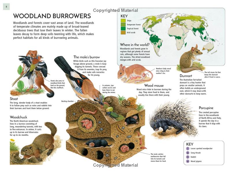 life underground - tunnel into a world of wildlife - Ảnh 11