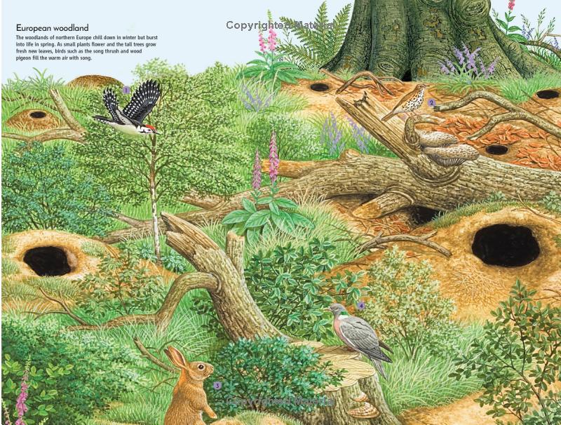 life underground - tunnel into a world of wildlife - Ảnh 12