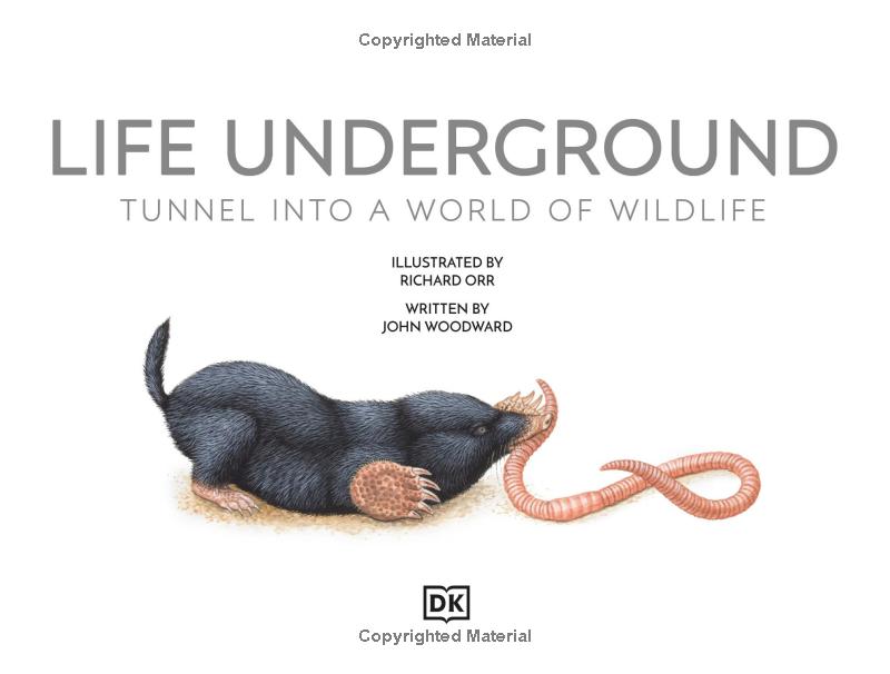 life underground - tunnel into a world of wildlife - Ảnh 3
