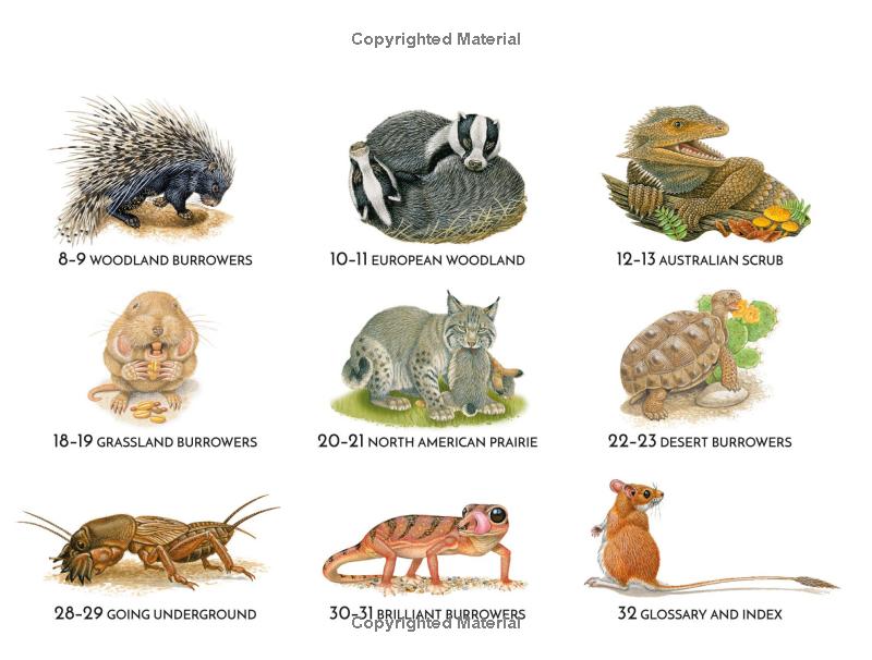 life underground - tunnel into a world of wildlife - Ảnh 6