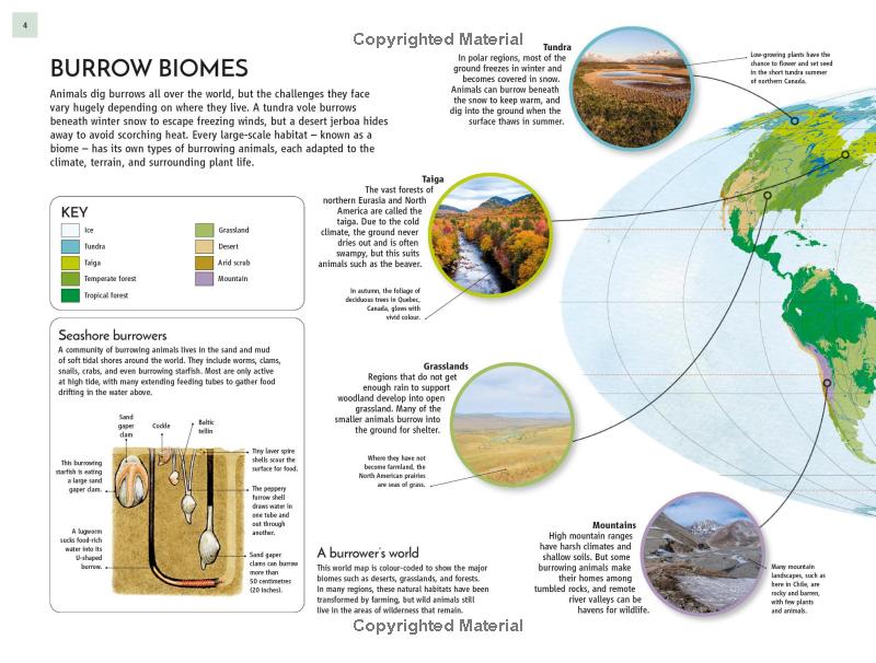 life underground - tunnel into a world of wildlife - Ảnh 7